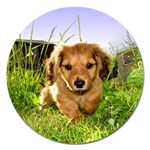Puppy In Grass Magnet 5  (Round)
