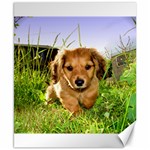 Puppy In Grass Canvas 8  x 10 