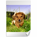 Puppy In Grass Canvas 20  x 30 