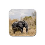 Elephant Animal M4 Rubber Square Coaster (4 pack)