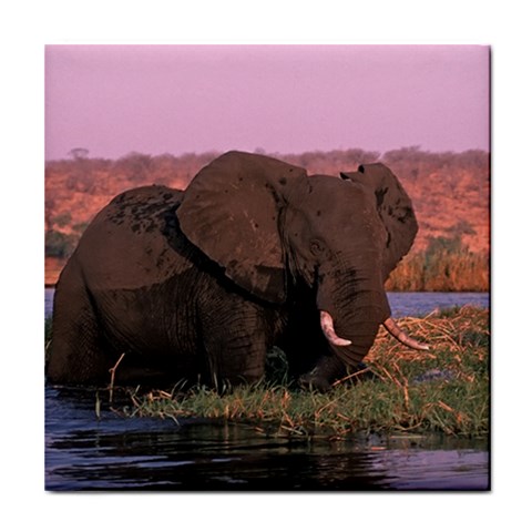 Elephant Animal M1 Tile Coaster from UrbanLoad.com Front