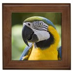 Handsome Parrot Framed Tile