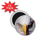 American Eagle 1.75  Magnet (10 pack) 