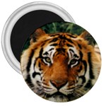 Tiger 3  Magnet