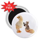 Kitten in an egg with chick 2.25  Magnet (10 pack)