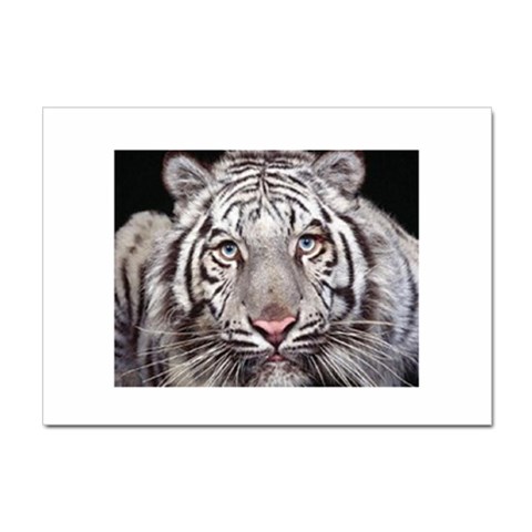 white tiger Sticker A4 (100 pack) from UrbanLoad.com Front