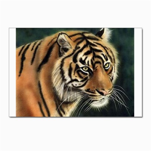 tiger Postcard 4 x 6  (Pkg of 10) from UrbanLoad.com Front