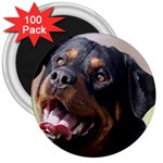 rottweiler 3  Magnet (100 pack)