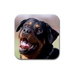 rottweiler Rubber Square Coaster (4 pack)