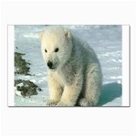 polar Postcard 4 x 6  (Pkg of 10)