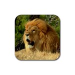 lion Rubber Square Coaster (4 pack)