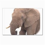 elephant Postcard 4 x 6  (Pkg of 10)
