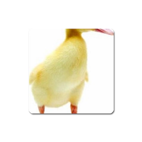 chick duck duckling Magnet (Square) from UrbanLoad.com Front