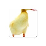 chick duck duckling Magnet (Square)
