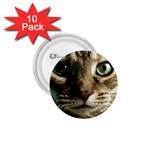 cat 1.75  Button (10 pack) 