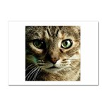 cat Sticker A4 (100 pack)