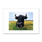 bull Sticker A4 (100 pack)
