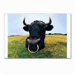 bull Postcard 4 x 6  (Pkg of 10)
