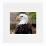 bald eagle Glasses Cloth (Medium)