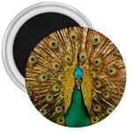 Peacock Feather Bird Peafowl 3  Magnets