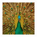 Peacock Feather Bird Peafowl Medium Glasses Cloth