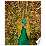 Peacock Feather Bird Peafowl Canvas 11  x 14 