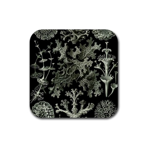 Weave Haeckel Lichenes Photobionten Rubber Coaster (Square) from UrbanLoad.com Front