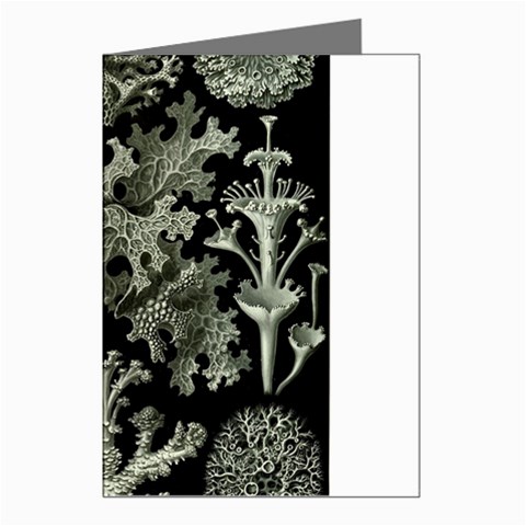Weave Haeckel Lichenes Photobionten Greeting Cards (Pkg of 8) from UrbanLoad.com Left