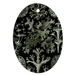 Weave Haeckel Lichenes Photobionten Oval Ornament (Two Sides)