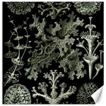 Weave Haeckel Lichenes Photobionten Canvas 16  x 16 