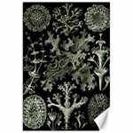 Weave Haeckel Lichenes Photobionten Canvas 20  x 30 