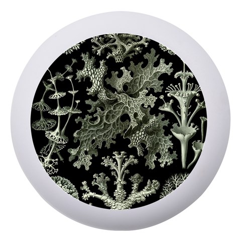 Weave Haeckel Lichenes Photobionten Dento Box with Mirror from UrbanLoad.com Front