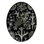 Weave Haeckel Lichenes Photobionten Oval Glass Fridge Magnet (4 pack)