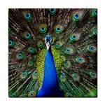 Peacock Bird Feathers Pheasant Nature Animal Texture Pattern Tile Coaster