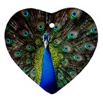 Peacock Bird Feathers Pheasant Nature Animal Texture Pattern Ornament (Heart)