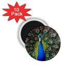 Peacock Bird Feathers Pheasant Nature Animal Texture Pattern 1.75  Magnets (10 pack) 