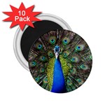 Peacock Bird Feathers Pheasant Nature Animal Texture Pattern 2.25  Magnets (10 pack) 