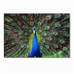 Peacock Bird Feathers Pheasant Nature Animal Texture Pattern Postcard 4 x 6  (Pkg of 10)
