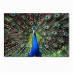 Peacock Bird Feathers Pheasant Nature Animal Texture Pattern Postcards 5  x 7  (Pkg of 10)