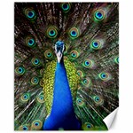 Peacock Bird Feathers Pheasant Nature Animal Texture Pattern Canvas 11  x 14 