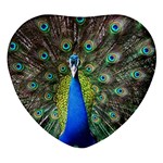 Peacock Bird Feathers Pheasant Nature Animal Texture Pattern Heart Glass Fridge Magnet (4 pack)