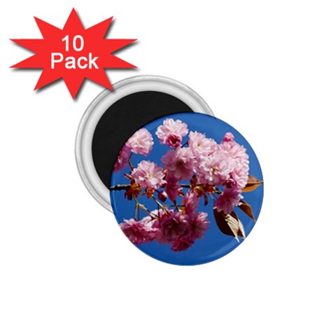 Japanese flowering cherry 1.75  Magnet (10 pack)  from UrbanLoad.com Front
