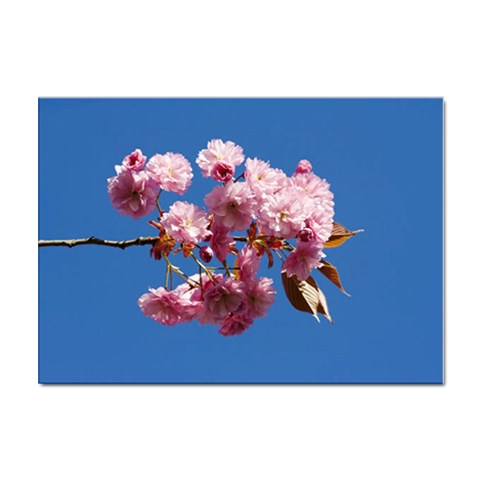 Japanese flowering cherry Sticker A4 (100 pack) from UrbanLoad.com Front