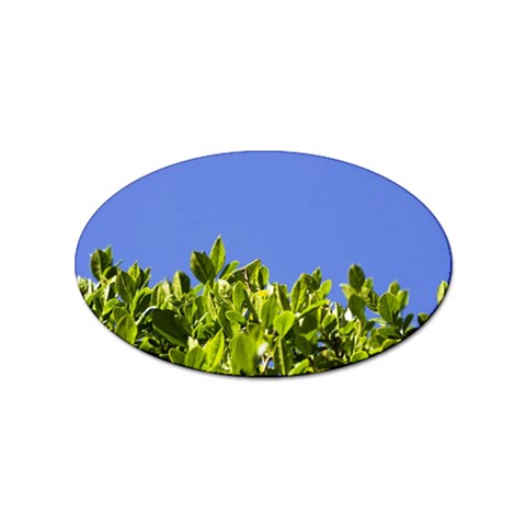 Hedge  Sticker Oval (100 pack) from UrbanLoad.com Front