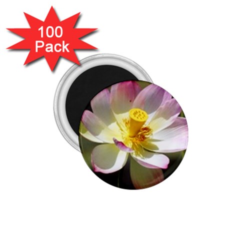 Lotus Flower Long   1.75  Magnet (100 pack)  from UrbanLoad.com Front