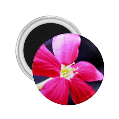Antina Flower  2.25  Magnet from UrbanLoad.com Front