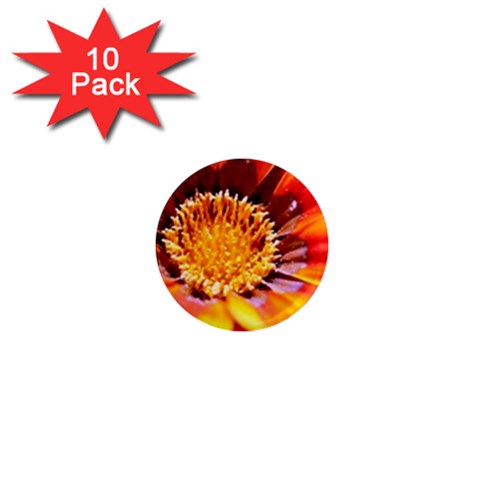 Annual Zinnia Flower   1  Mini Magnet (10 pack)  from UrbanLoad.com Front