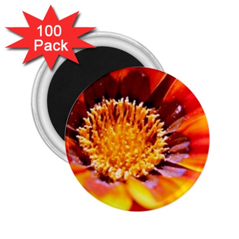 Annual Zinnia Flower   2.25  Magnet (100 pack)  from UrbanLoad.com Front