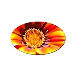 Annual Zinnia Flower   Sticker (Oval)
