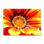 Annual Zinnia Flower   Sticker A4 (10 pack)